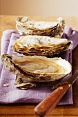 Fresh oysters on purple cloth