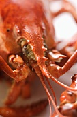Cooked lobster (detail of head)