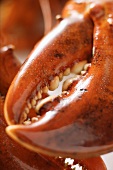 Cooked lobster (detail of claw)