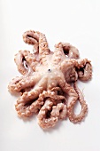 Fresh octopus