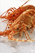 Two spiny lobsters on crushed ice