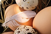 Brown eggs, quail’s eggs and feather on straw