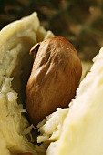 Durian (detail of flesh with stone)