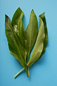 Fresh ramsons (wild garlic) leaves on blue background