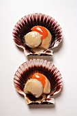 Two scallops in their shells