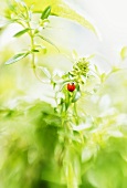 Fresh thyme with ladybird