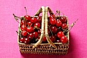 Fresh sour cherries in basket