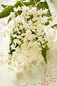 Elderflowers