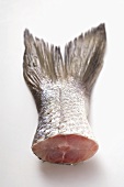 Sea bass tail