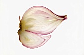 Red onion (lengthwise slice), backlit