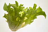 Oak leaf lettuce (loose-leaf lettuce)
