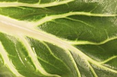 Chard leaf (detail)