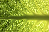 Savoy cabbage leaf (detail)