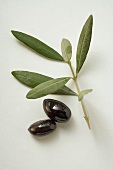 Two black olives beside olive branch