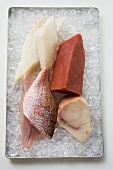 An assortment of fish fillets on ice