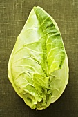 Pointed cabbage on green background