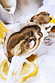 Oysters with lemons on ice, glass of Sekt