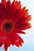 Red Gerbera