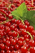 Redcurrants with leaves (close-up)