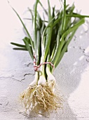Spring onions, in a bunch