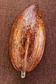 Cacao pod on brown background