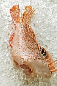 Scorpion fish fillet on ice