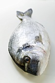 Fresh sea bream