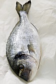 Fresh sea bream on paper