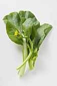 Choi sum (Chinese flowering cabbage) with flowers