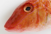 Frische Rotbarbe (Detail Fischkopf)