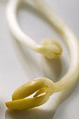 Two soya sprouts (close-up)