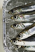 Several fresh anchovies in aluminium dish with ice