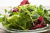 Mixed salad leaves on glass plate