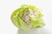 Baby cauliflower (Asia)