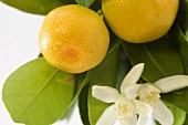 Small grapefruits on branch with blossom