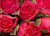 Red roses (close-up)