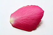 A pink rose petal