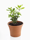 Bay plant in pot