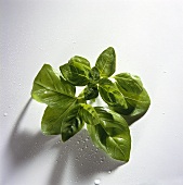 Basil; drops of water