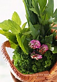 Various fresh herbs in a basket