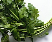 Cilantro