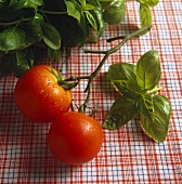 Stalk with two tomatoes; basil leaves