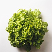A Head of Leaf Lettuce