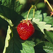 Eine Erdbeere an der Pflanze in der Sonne