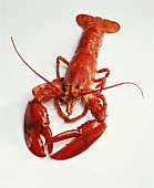 A boiled lobster