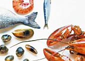Verschiedene Fische und Meeresfrüchte