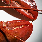 Detail of a cooked lobster