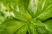 Basil (filling the picture)