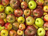 Äpfel in einer Steige (bildfüllend)