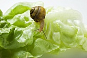 A snail on a lettuce leaf